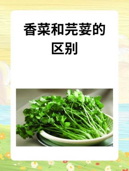 意大利欧芹的养殖方法，欧芹和意大利欧芹的区别-第6张图片-优品飞百科