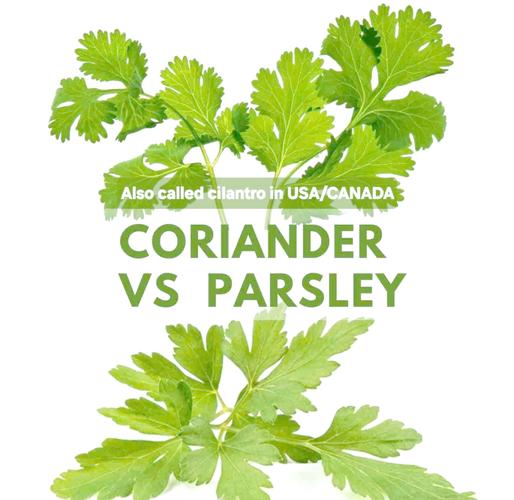 意大利欧芹的养殖方法，欧芹和意大利欧芹的区别-第7张图片-优品飞百科