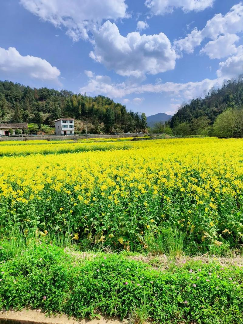 油菜花冬季开花吗，油菜花冬天-第1张图片-优品飞百科