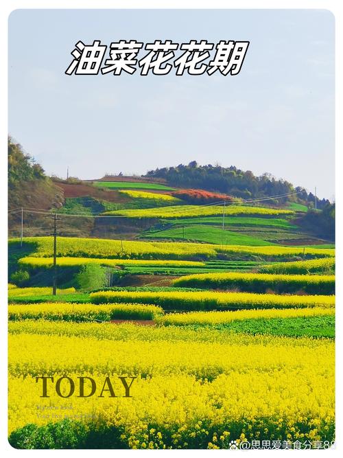 油菜花冬季开花吗，油菜花冬天-第2张图片-优品飞百科