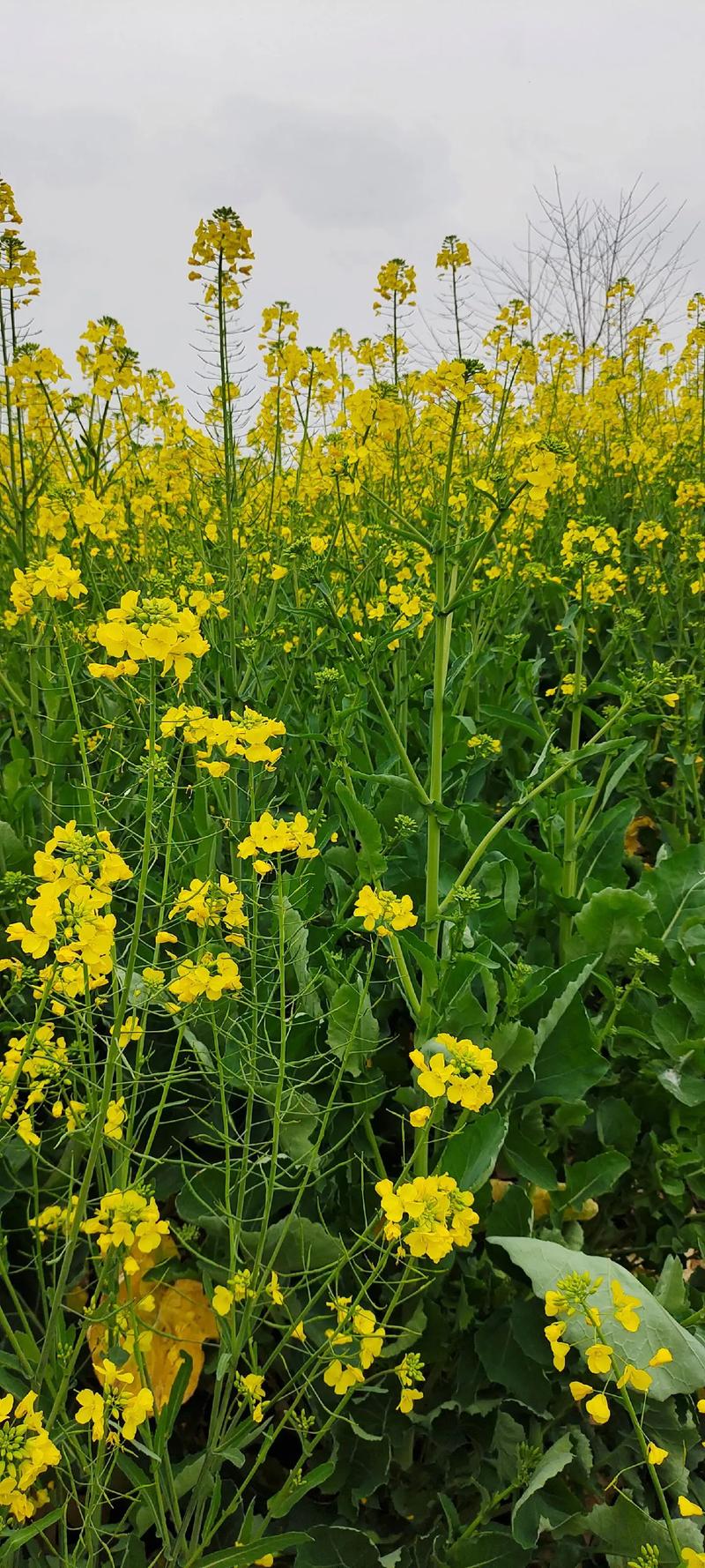 油菜花冬季开花吗，油菜花冬天-第3张图片-优品飞百科