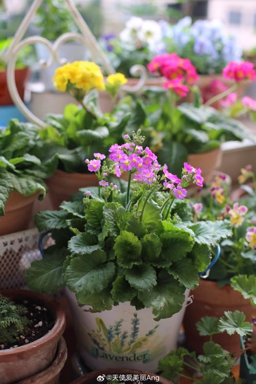 油菜花冬季开花吗，油菜花冬天-第4张图片-优品飞百科