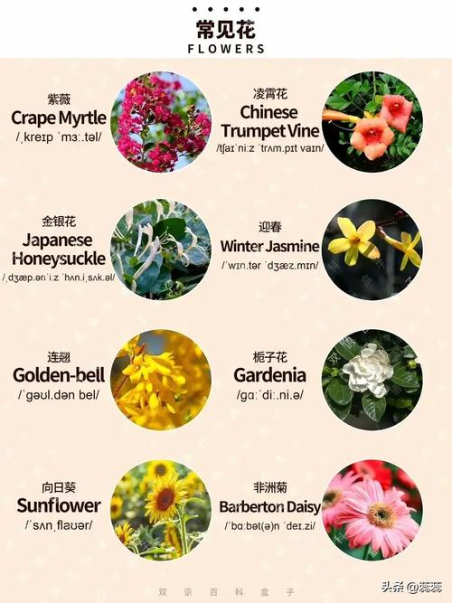 红桑的花语？红桑葚叫什么？