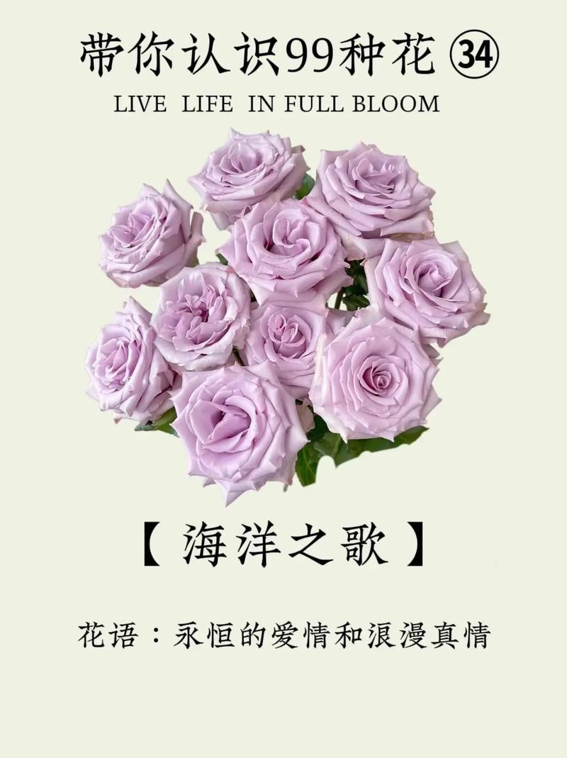 红桑的花语？红桑葚叫什么？-第2张图片-优品飞百科