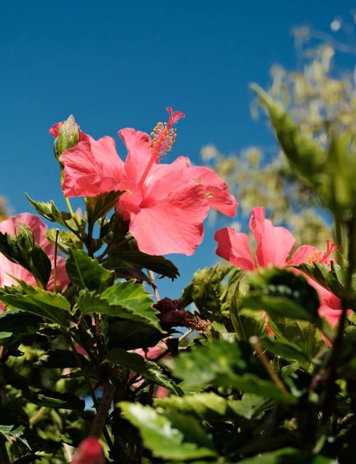 红桑的花语？红桑葚叫什么？-第3张图片-优品飞百科