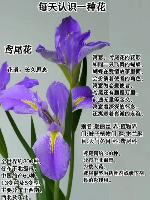红桑的花语？红桑葚叫什么？-第5张图片-优品飞百科