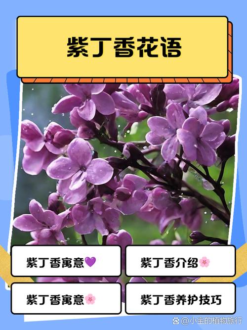 红桑的花语？红桑葚叫什么？-第6张图片-优品飞百科