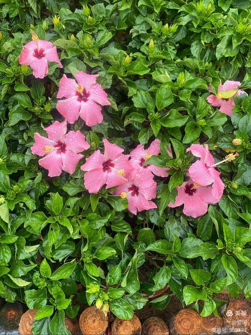 红桑的花语？红桑葚叫什么？-第8张图片-优品飞百科