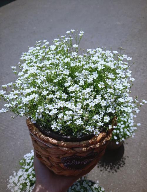 满天星怎么养殖方法，满天星的养殖方法和注意？-第1张图片-优品飞百科