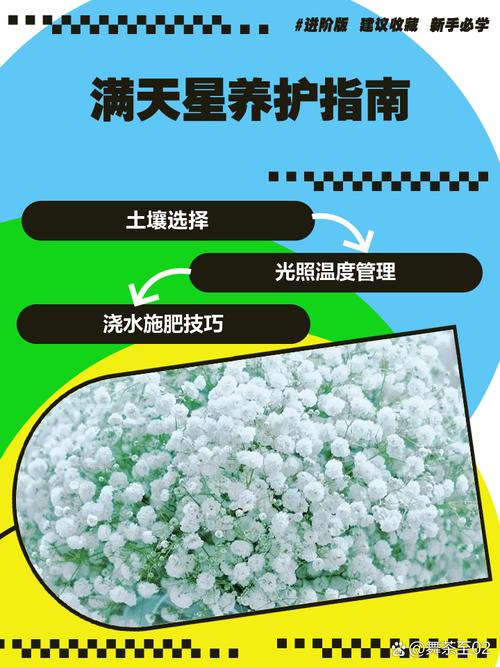 满天星怎么养殖方法，满天星的养殖方法和注意？-第2张图片-优品飞百科