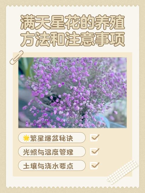 满天星怎么养殖方法，满天星的养殖方法和注意？-第4张图片-优品飞百科