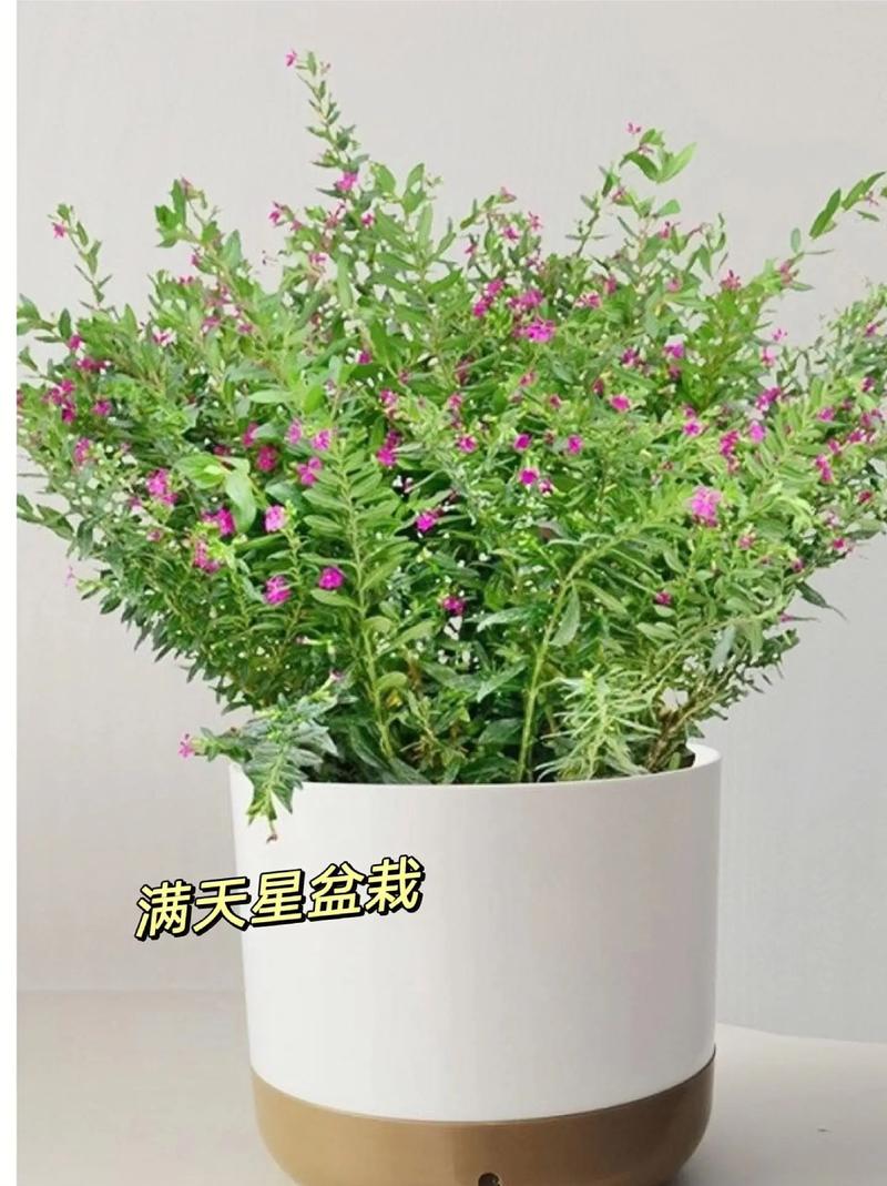 满天星怎么养殖方法，满天星的养殖方法和注意？-第5张图片-优品飞百科