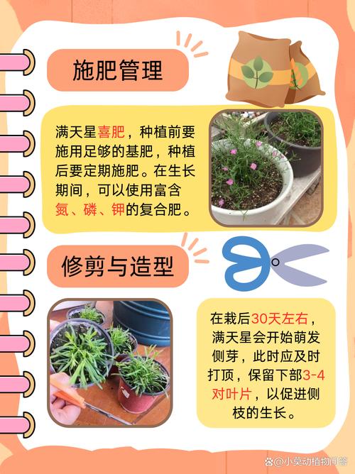 满天星怎么养殖方法，满天星的养殖方法和注意？-第7张图片-优品飞百科