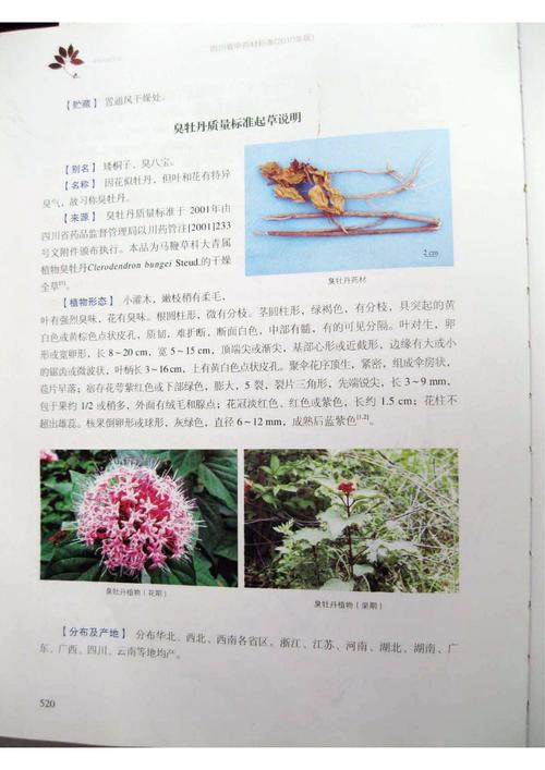 臭牡丹的病虫害及其防治？臭牡丹的病虫害及其防治方法？