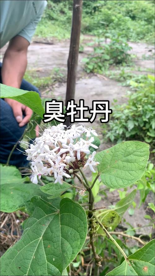 臭牡丹的病虫害及其防治？臭牡丹的病虫害及其防治方法？-第2张图片-优品飞百科