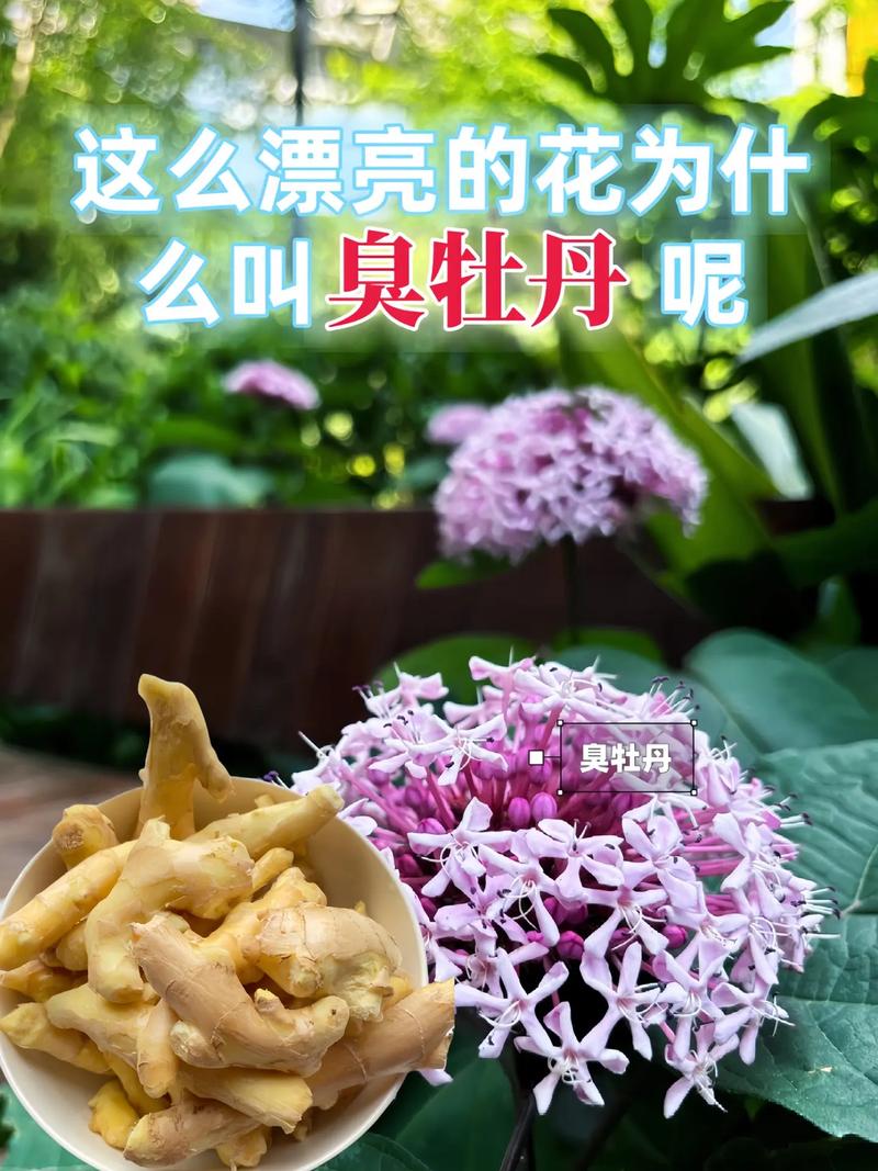 臭牡丹的病虫害及其防治？臭牡丹的病虫害及其防治方法？-第4张图片-优品飞百科