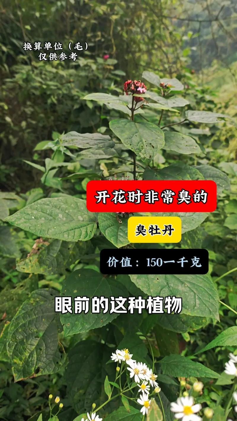 臭牡丹的病虫害及其防治？臭牡丹的病虫害及其防治方法？-第6张图片-优品飞百科