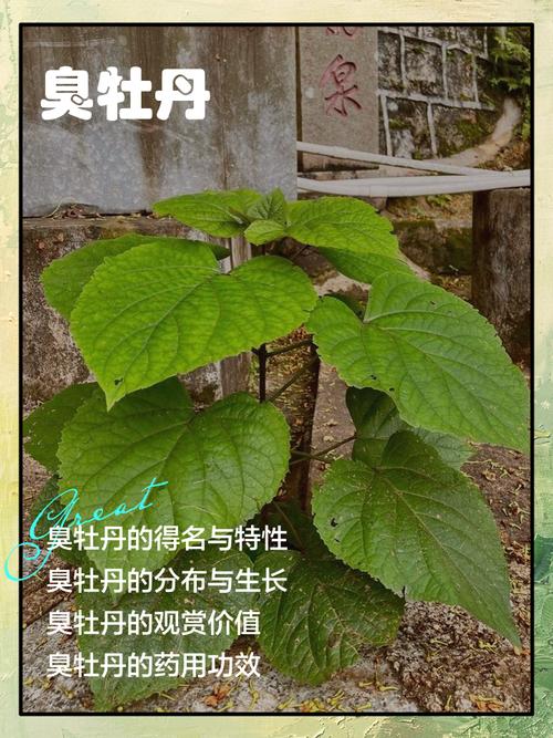 臭牡丹的病虫害及其防治？臭牡丹的病虫害及其防治方法？-第7张图片-优品飞百科