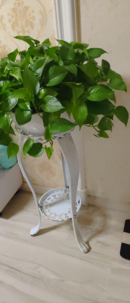 绿萝施什么肥好，种绿植用什么肥料比较好？