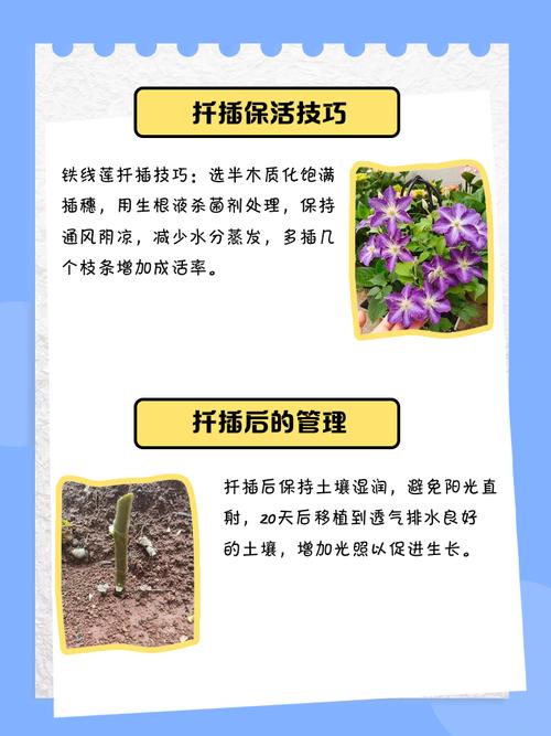 扦插铁线莲如何移栽，扦插铁线莲如何移栽成活率高-第1张图片-优品飞百科