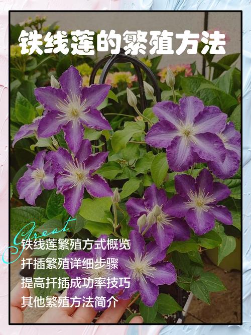 扦插铁线莲如何移栽，扦插铁线莲如何移栽成活率高-第3张图片-优品飞百科