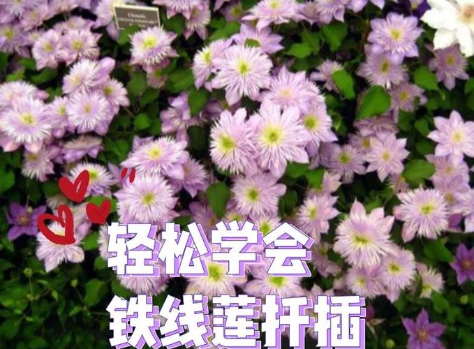 扦插铁线莲如何移栽，扦插铁线莲如何移栽成活率高-第4张图片-优品飞百科