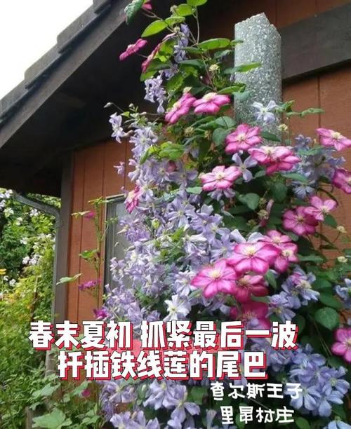 扦插铁线莲如何移栽，扦插铁线莲如何移栽成活率高-第5张图片-优品飞百科