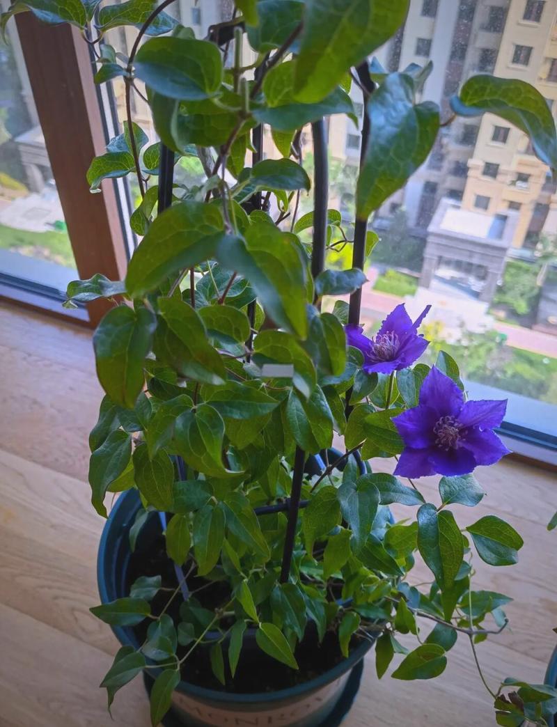 扦插铁线莲如何移栽，扦插铁线莲如何移栽成活率高-第6张图片-优品飞百科