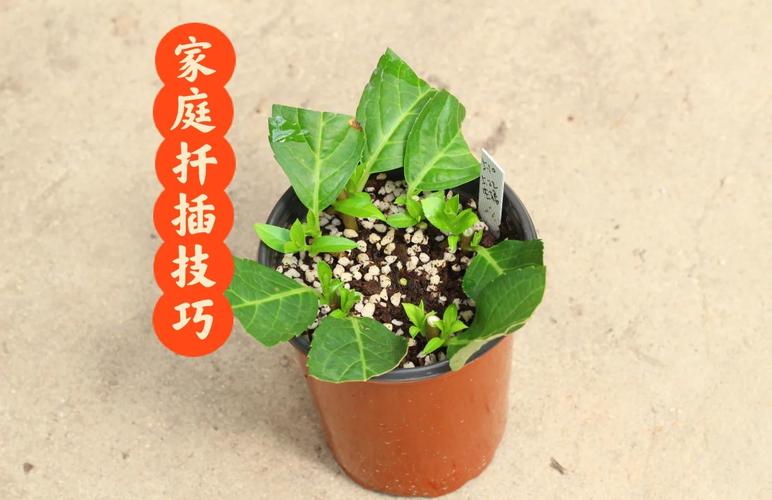 扦插铁线莲如何移栽，扦插铁线莲如何移栽成活率高-第7张图片-优品飞百科