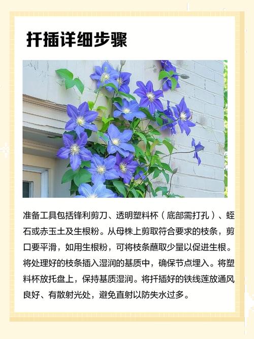 扦插铁线莲如何移栽，扦插铁线莲如何移栽成活率高-第8张图片-优品飞百科