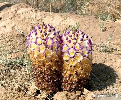 管花肉苁蓉的功效与作用？肉丛苁蓉的功效与作用禁忌？