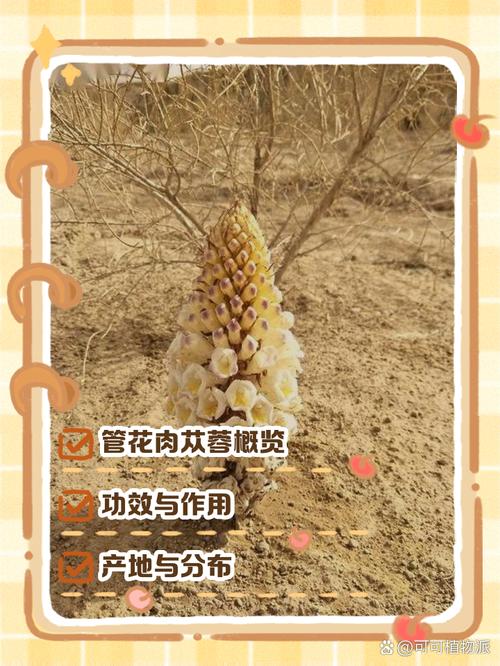 管花肉苁蓉的功效与作用?肉丛苁蓉的功效与作用禁忌?-第2张图片-优品飞百科 管花肉苁蓉的功效与作用?肉丛苁蓉的功效与作用禁忌?-第2张图片-优品飞百科