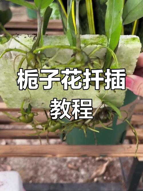 春天栀子花怎么扦插，春天栀子花怎么扦插成活率高