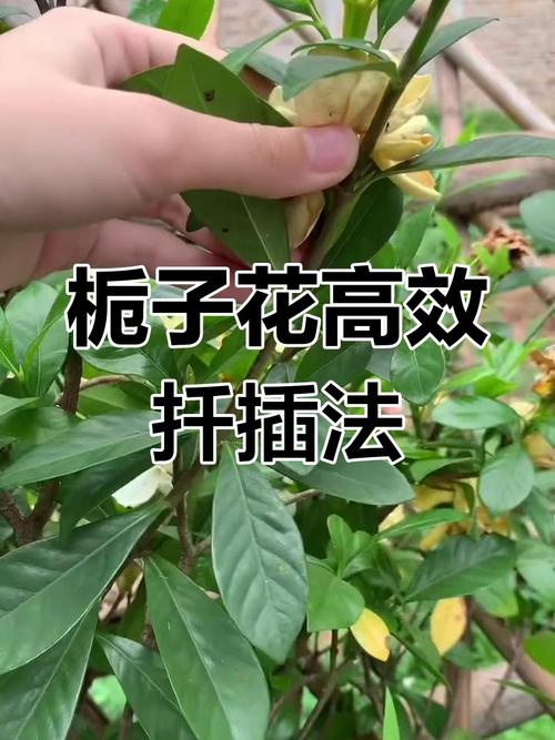 春天栀子花怎么扦插，春天栀子花怎么扦插成活率高-第2张图片-优品飞百科