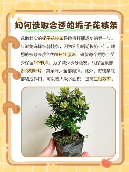 春天栀子花怎么扦插，春天栀子花怎么扦插成活率高-第4张图片-优品飞百科