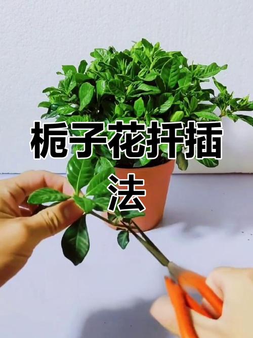 春天栀子花怎么扦插，春天栀子花怎么扦插成活率高-第5张图片-优品飞百科