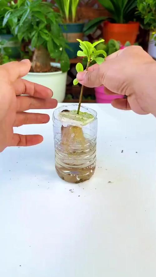 春天栀子花怎么扦插，春天栀子花怎么扦插成活率高-第6张图片-优品飞百科