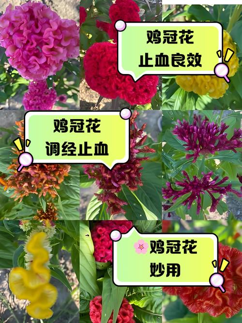 鸡冠花的作用，野生鸡冠花的作用？