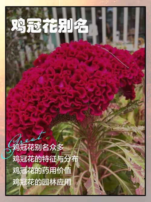 鸡冠花的作用,野生鸡冠花的作用?-第2张图片-优品飞百科 鸡冠花的作用,野生鸡冠花的作用?-第2张图片-优品飞百科