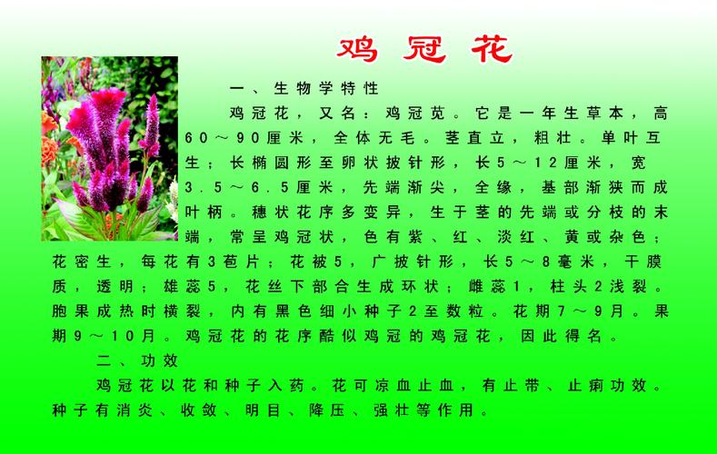 鸡冠花的作用,野生鸡冠花的作用?-第3张图片-优品飞百科 鸡冠花的作用,野生鸡冠花的作用?-第3张图片-优品飞百科