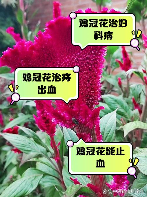 鸡冠花的作用,野生鸡冠花的作用?-第4张图片-优品飞百科 鸡冠花的作用,野生鸡冠花的作用?-第4张图片-优品飞百科