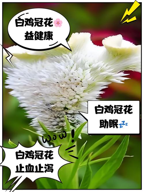 鸡冠花的作用,野生鸡冠花的作用?-第5张图片-优品飞百科 鸡冠花的作用,野生鸡冠花的作用?-第5张图片-优品飞百科