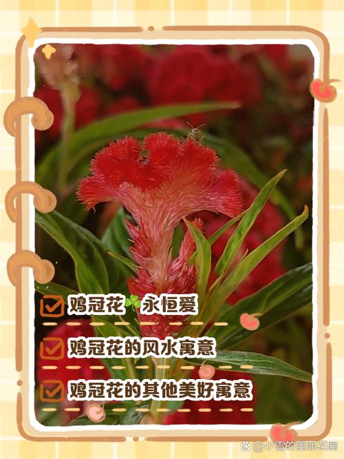 鸡冠花的作用,野生鸡冠花的作用?-第6张图片-优品飞百科 鸡冠花的作用,野生鸡冠花的作用?-第6张图片-优品飞百科