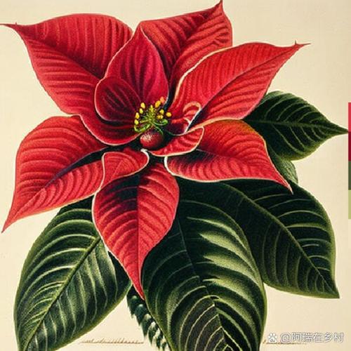 一品红多久浇一次水，一品红什么时候浇水？-第2张图片-优品飞百科