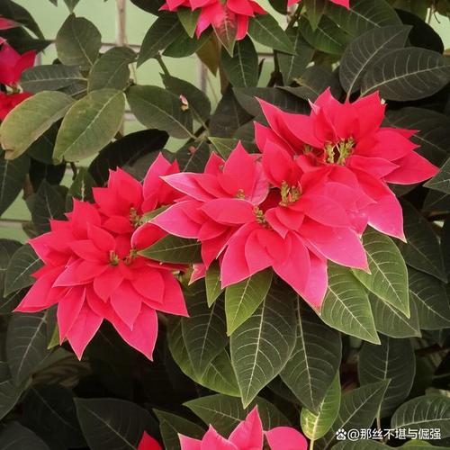 一品红多久浇一次水，一品红什么时候浇水？-第4张图片-优品飞百科