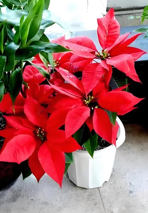 一品红多久浇一次水，一品红什么时候浇水？-第5张图片-优品飞百科