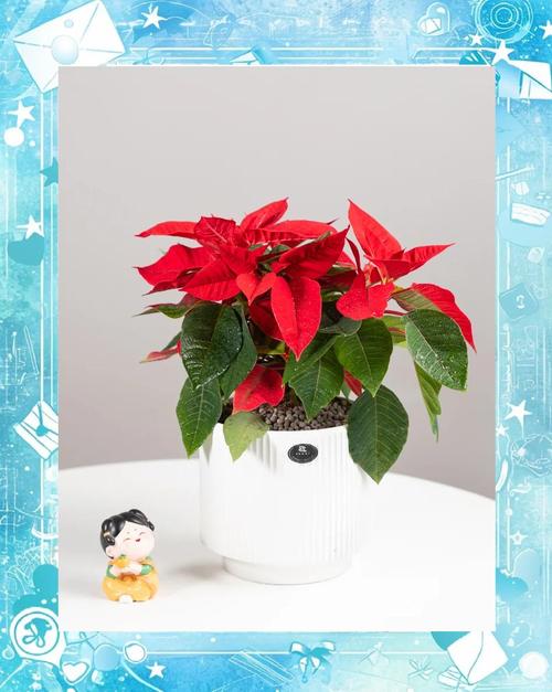 一品红多久浇一次水，一品红什么时候浇水？-第6张图片-优品飞百科