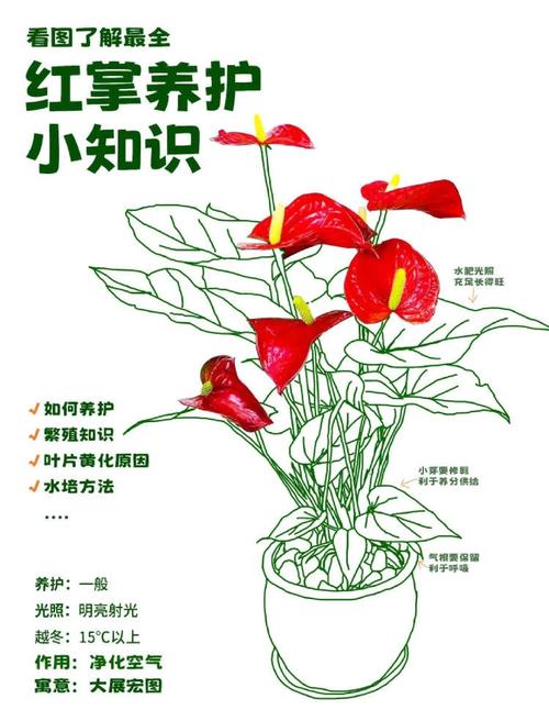 红掌叶子下垂怎么办，红掌叶子下垂怎么办图片