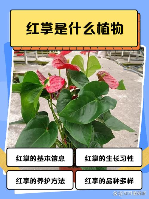 红掌叶子下垂怎么办，红掌叶子下垂怎么办图片-第2张图片-优品飞百科