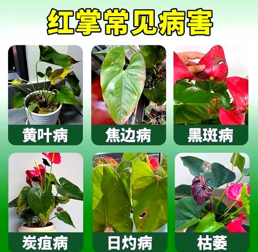 红掌叶子下垂怎么办，红掌叶子下垂怎么办图片-第4张图片-优品飞百科